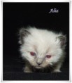 /album/aliz/aliz-3-hetes-01-jpg1/